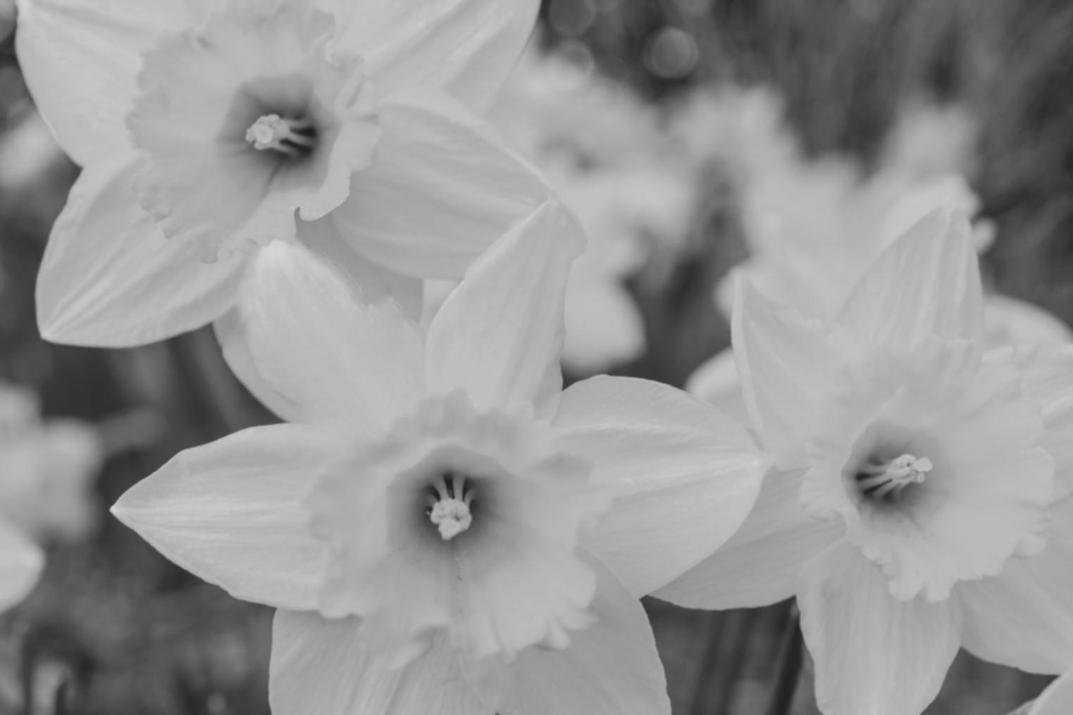 Floristisches Arrangement mit ausgewogenen Proportionen